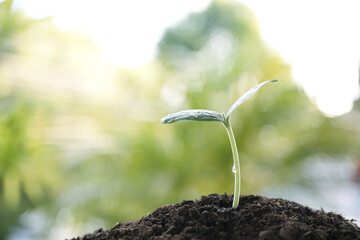 growing plant sprout on black soil