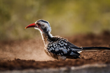 Southern Red billed Hornbill grooming in sand at dawn in Kruger National park, South Africa ; Specie Tockus rufirostris family of Bucerotidae