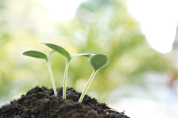 Three growing plants sprout on black soil