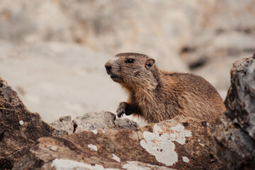 Ein neugieriges Murmeltier im Alpsteingebiet, Schweiz.