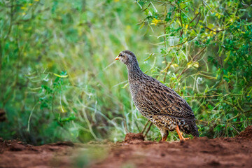 Natal francolin in Kruger National park, South Africa ; Specie Pternistis natalensis family of...
