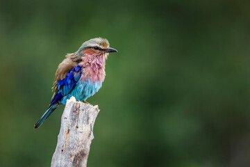 Lilac breasted roller standing on a trunk isolated in natural background in Kruger National park, South Africa ; Specie Coracias caudatus family of Coraciidae