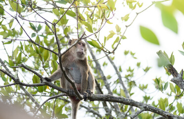 macaque : an adult macaque while sitting in a forest in Thailand..