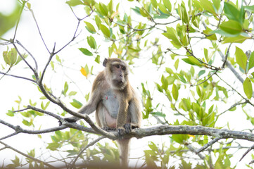 macaque : an adult macaque while sitting in a forest in Thailand..