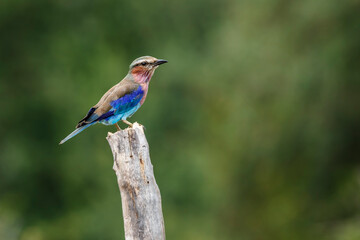 Lilac breasted roller standing on a trunk isolated in natural background in Kruger National park, South Africa ; Specie Coracias caudatus family of Coraciidae