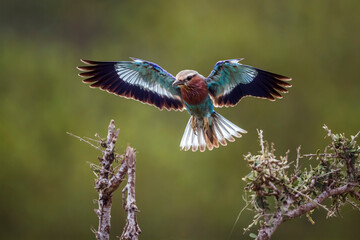 Lilac breasted roller in flight open wings in Kruger National park, South Africa ; Specie Coracias caudatus family of Coraciidae - obrazy, fototapety, plakaty