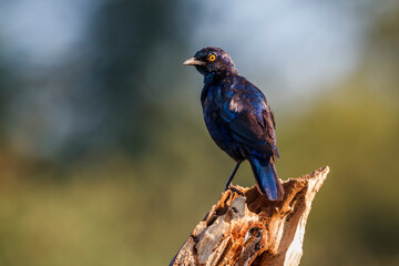 Cape Glossy Starling standing on a log isolated in natural background in Kruger National park,...