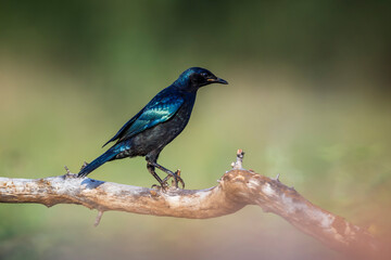 Burchell Glossy Starling standing on a branch isolated in natural background in Kruger National park, South Africa ; Specie Lamprotornis australis family of Sturnidae