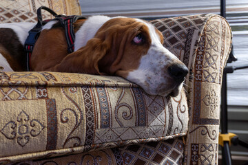 Neville Longbottom the basset hound stealing your seat and doesn't feel guilty about it!