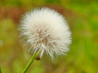 Close up of the fluffy white seed head of the Sonchus asper (Prickly Sowthistle) 
