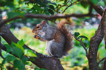 squirrel on tree