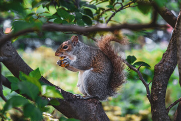 squirrel on tree