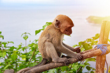 Wild monkey on Bali island, Indonesia sitting in front of the ocean