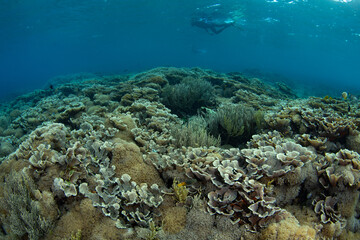 Naklejka na ściany i meble Corals thrive on a beautiful reef in Komodo National Park, Indonesia. This tropical region is home to extraordinary marine biodiversity and is a popular area for scuba diving and snorkeling.