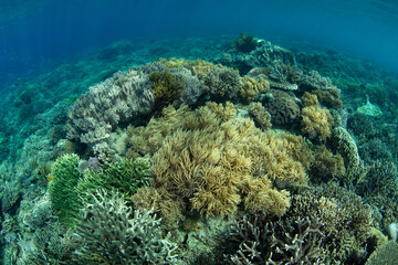 Fototapeta na wymiar Corals thrive on a beautiful reef in Komodo National Park, Indonesia. This tropical region is home to extraordinary marine biodiversity and is a popular area for scuba diving and snorkeling.