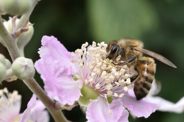 Bee, Apis mellifera on blackberry flower
