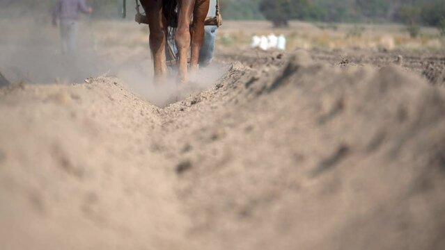 Agricultural sustainability: Mexican peasant farmer tilling the land with a horse for amaranth cultivation