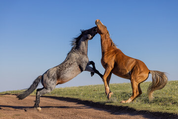 Wild Horse Stallions Fighting in the Pryor Mountains Montana in Summer