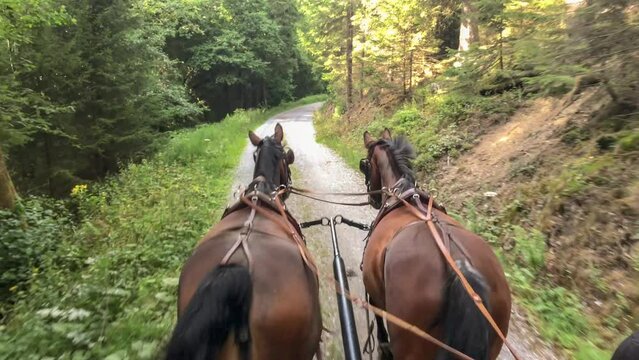 Two horses (Saxon - Thuringian Heavy Warm blood) pull a carriage. They walk through a forest in the Sauerland. With noises