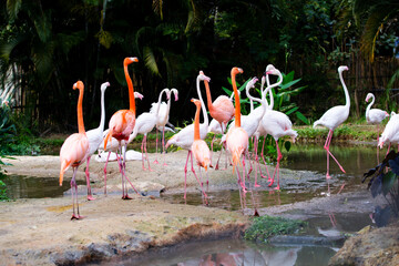 Pink Caribbean flamingos in a pond in Jurong Bird Park