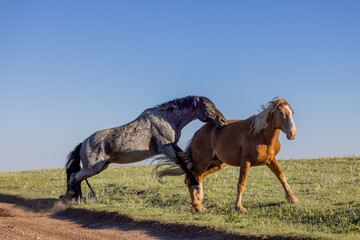 Obraz premium Wild Horse Stallions Fighting in the Pryor Mountains Montana in Summer