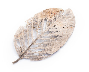 dry leaf  isolated on white background.