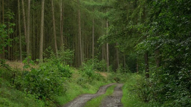 Static camera shows rain falls on bushes and trees. Little depth of field and atmospheric sounds. The drops make the leaves wobble.