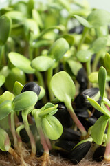 Sprouted microgreens of sunflower. Superfood is grown at home. Macro photo close-up