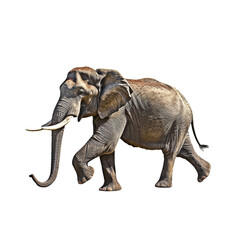 Side view at elephant walking on transparent background