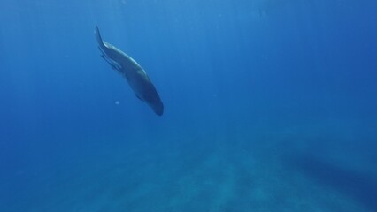 Dugong swimming down to sea bottom, Red sea, Egypt.