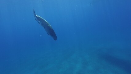 Fototapeta premium Dugong swimming down to sea bottom, Red sea, Egypt.