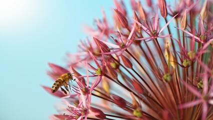 A flying spring honey bee (Apis mellifera) pollinating a purple allium flower blossom. - obrazy, fototapety, plakaty