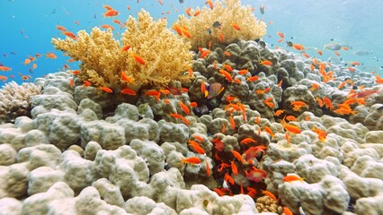 Beautifiul underwater view with tropical coral reefs