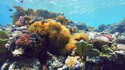 Beautifiul underwater view with tropical coral reefs