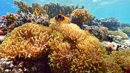 Obraz na płótnie Canvas Beautifiul underwater view with tropical coral reefs