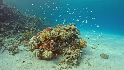 Beautifiul underwater view with tropical coral reefs