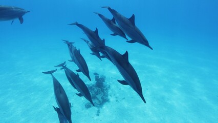 A flock of spinner dolphins, Stenella longirostris, southern Red Sea, Egypt.