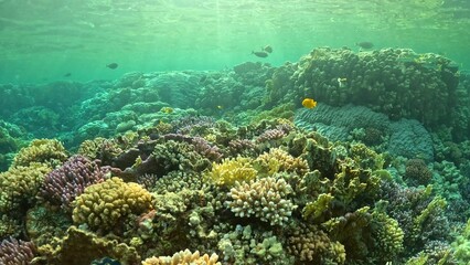 Naklejka na ściany i meble Beautifiul underwater view with tropical coral reefs