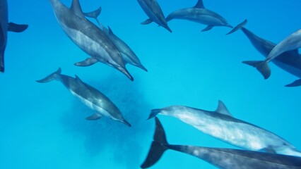 A flock of spinner dolphins, Stenella longirostris, southern Red Sea, Egypt.