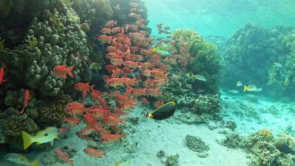 Beautifiul underwater view with tropical coral reefs