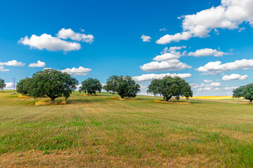 Fototapeta premium cereal fields of la dehesa de salamanca in spain