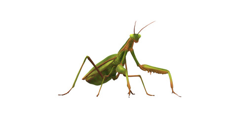 Praying Mantis isolated on a Transparent Background