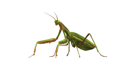Praying Mantis isolated on a Transparent Background