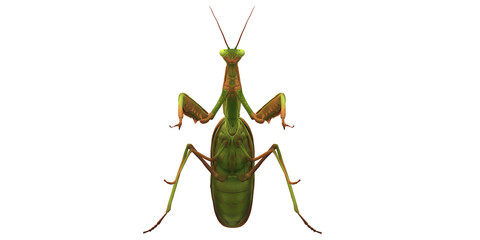 Praying Mantis isolated on a Transparent Background