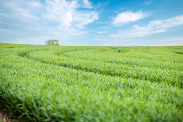 Close-up on grass on a meadow with paths against a cloudy sky