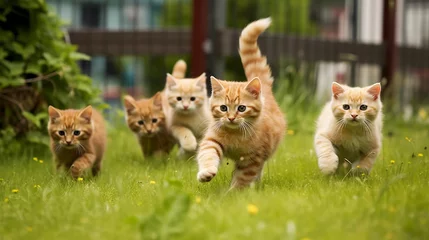 Rolgordijnen Cute funny cat group running and playing. ,generative AI © Anurak