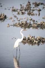 great white egret or heron standing in a swamp like area
