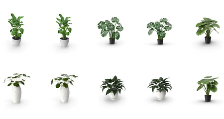 collection of indoor plants