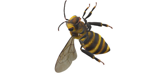 Bee isolated on a Transparent Background