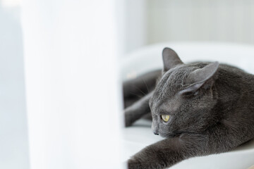 Thai cat (Korat cat) sleeping and looking out the window